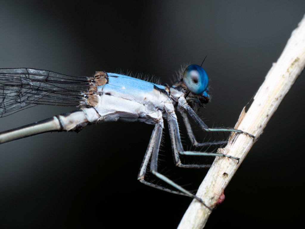Dragonfly vs. Damselfly – What’s the Difference?